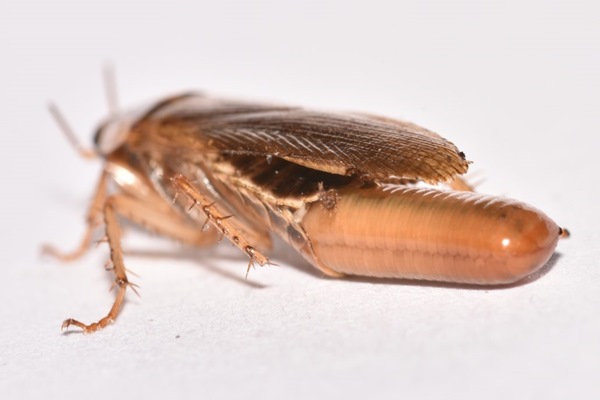 Restos de madera por comején