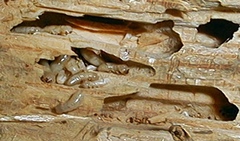 Termitas dentro de madera