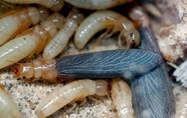 Documental del Comején