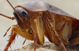 Documental de la Cucarachas