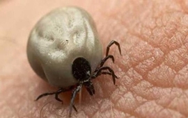 Documental de la Garrapata