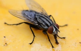 Documental de la Mosca