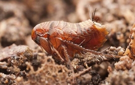 Documental de las Pulgas