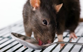 Documental de la Rata