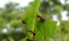 HORMIGA ATACANDO HOJA