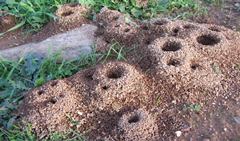 Identificar Hormigueros