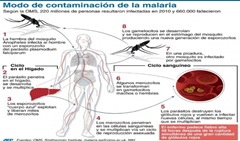 Sintomas de la malaria