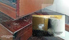 RESTOS DE ALAS TRANSPARENTES