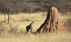 Termitero Catedral o Epigeo