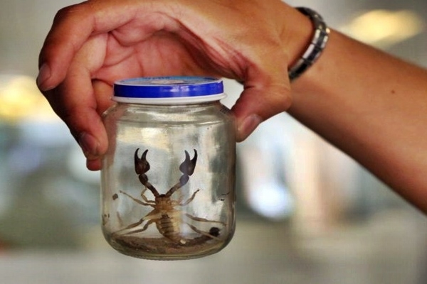 SI UN ALACRAN TE PICA