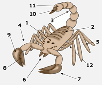 Morfología de los alacranes