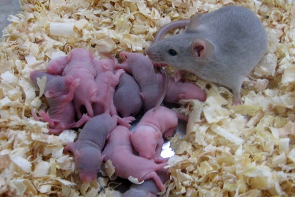 CICLO BIOLOGICO DE LAS RATAS