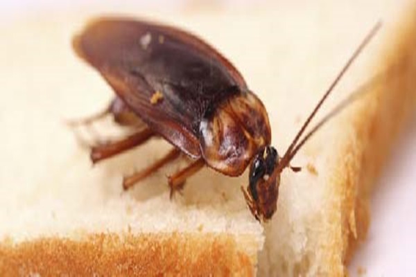 tuneles de termita subterránea