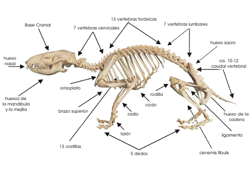 Morfología de la Rata