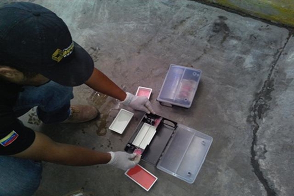 Control de roedores, ratas y ratones en Miranda, desratización profesional