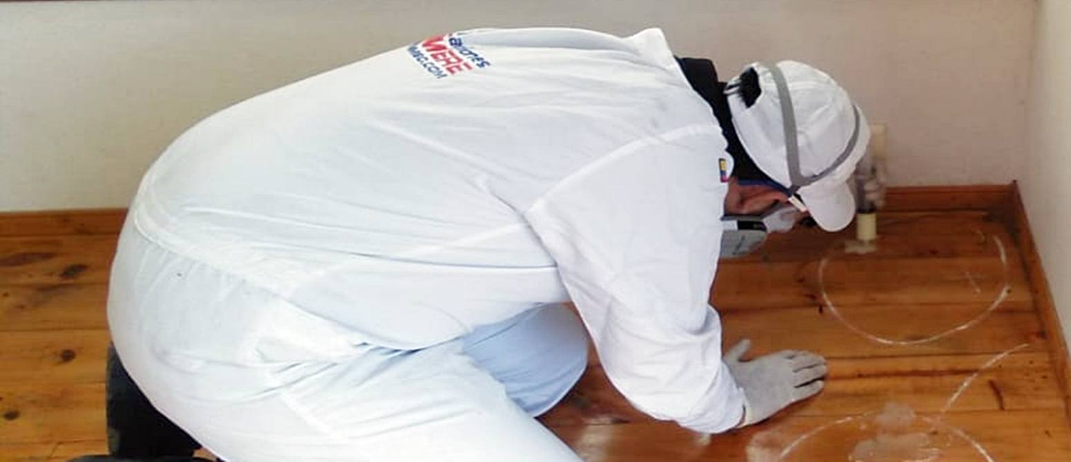 Expertos en comegen o termitas