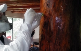 Inyección de plaguicidas para eliminar comegén