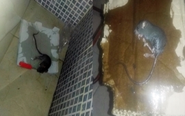 Método instalación de trampas captura de roedores.