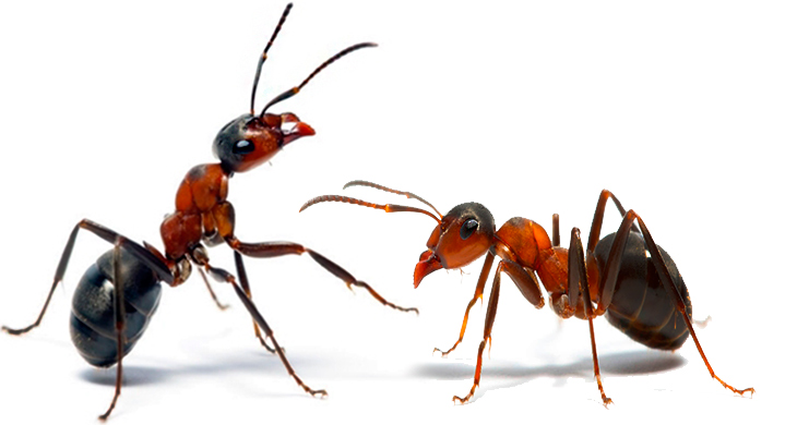 MOSQUITO_HD