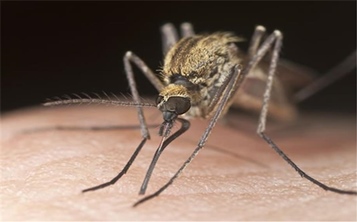 Enfermedades Causantes por Mosquitos