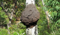 Termitero Arboreo