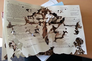 daños de termitas en libros