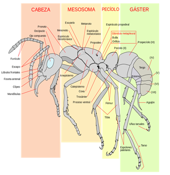 Anatomia de la Hormiga