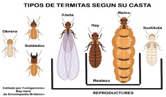 CLASES DE TERMITAS