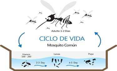 Ciclo de vida del mosquito o zancudo