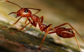 Documental de la hormiga