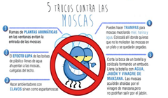 Método natural ahuyentar moscas