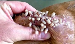 Miasis canina causado por moscas