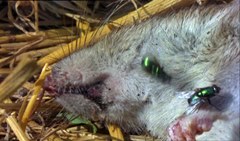 Rata muerta causa moscas