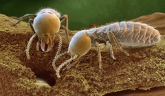 Vista desde microscopia a una temrmitas