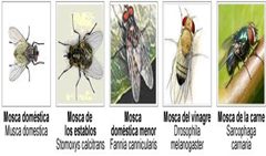 tipos de moscas